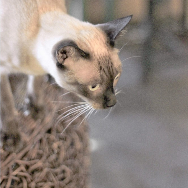 chico cafe cat